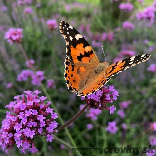 Železnik 10/15 cm, v črepniku P9 Verbena bonariensis 