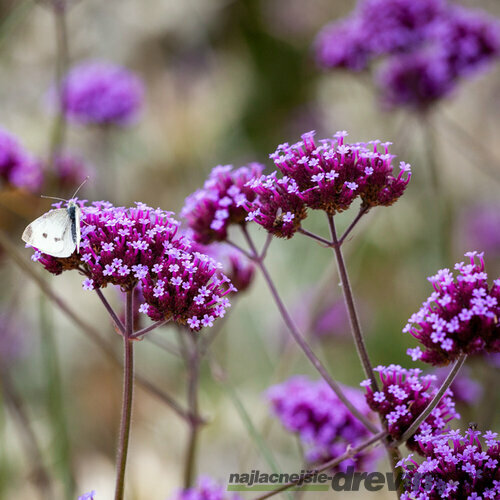 Železník argentínsky, výška 10/15 cm, v črepníku P9 Verbena bonariensis 