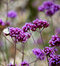 Železník argentínsky, výška 10/15 cm, v črepníku P9 Verbena bonariensis 