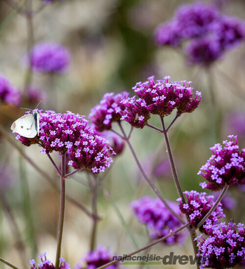 Železník argentínsky, výška 10/15 cm, v črepníku P9 Verbena bonariensis 