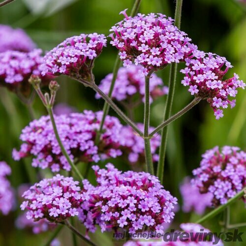 Železník argentínsky, výška 20/25 cm, v črepníku 2l Verbena bonariensis 