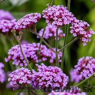 Železník argentínsky, výška 20/25 cm, v črepníku 2l Verbena bonariensis 