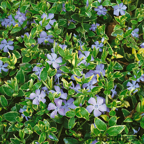 Zimozeleň menšia Aureovariegata, v črepníku Vinca minor Aureovariegata