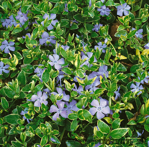 Zimozeleň menšia Aureovariegata, v črepníku Vinca minor Aureovariegata