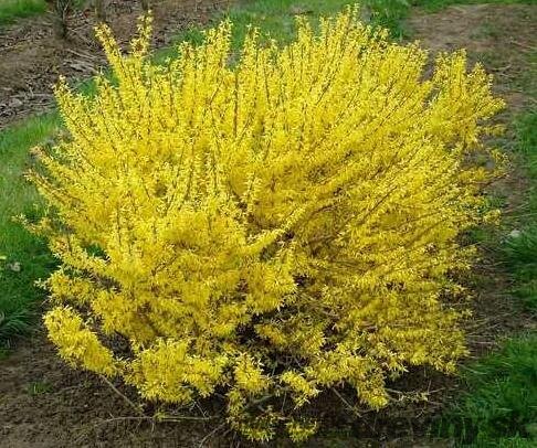 Zlatovka (Zlatý dážď) Maluch, 30/+ cm, v črepníku 2l Forsythia Maluch