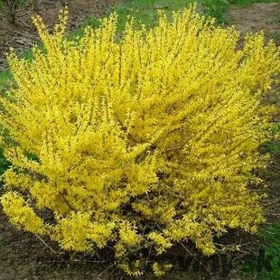 Zlatovka (Zlatý dážď) Maluch, 30/+ cm, v črepníku 2l Forsythia Maluch