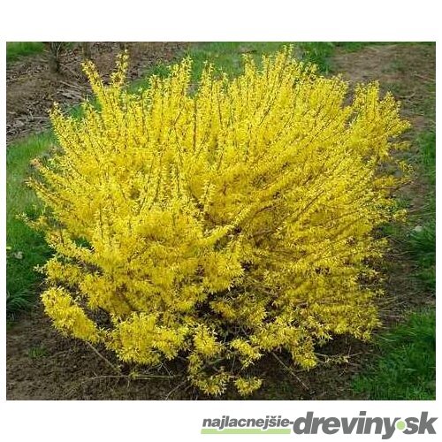 Zlatovka (Zlatý dážď) Maluch, 30/+ cm, v črepníku 2l Forsythia Maluch