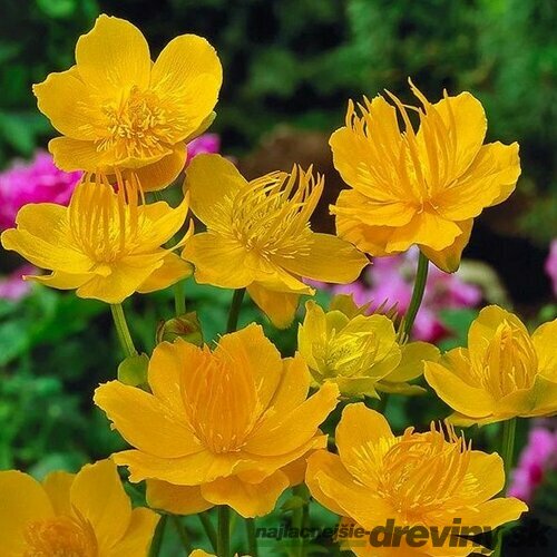 Žltohlav čínsky Golden Queen, v črepníku 1,5l Trollius chinensis Golden Queen