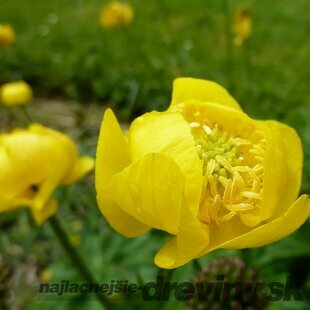 Žltohlav európsky, v črepníku 1,5l Trollius europaeus