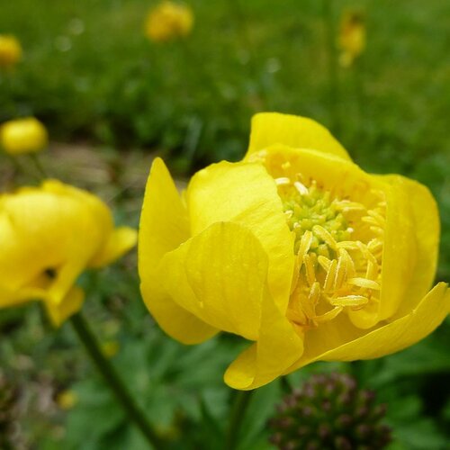 Žltohlav európsky, v črepníku 1,5l Trollius europaeus