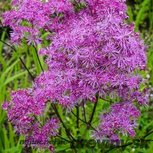 Žltuška Black Stockings 20/40 cm v črepníku 2l Thalictrum ‘Black Stockings‘