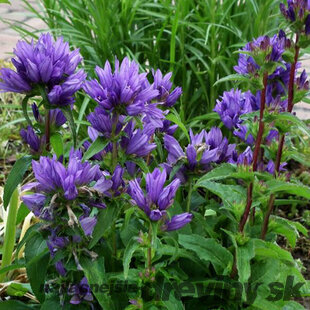 Zvonček klbkatý Acaulis, v črepníku 1,5l Campanula Glomerata Acaulis