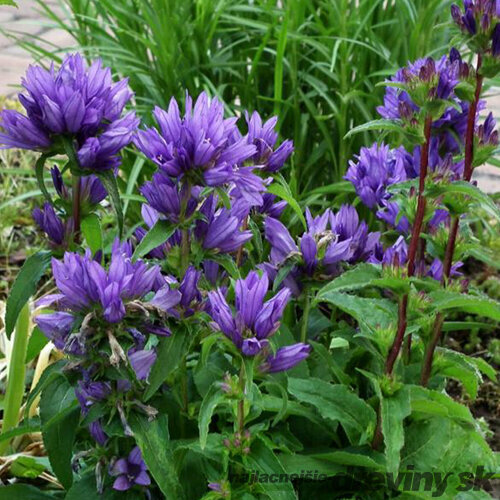 Zvonček klbkatý Acaulis, v črepníku 1,5l Campanula Glomerata Acaulis